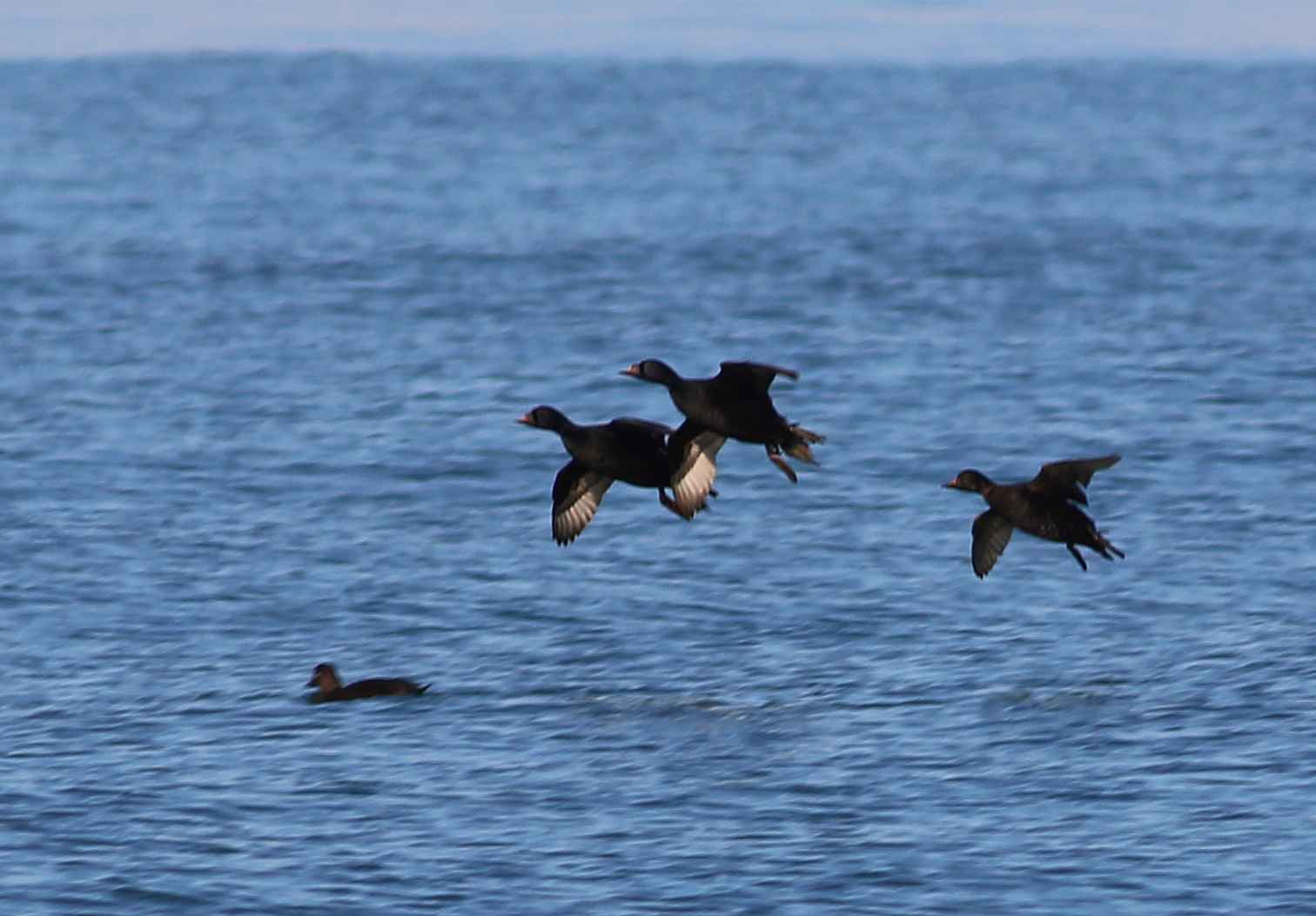 Common Scoter
